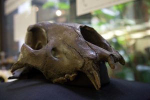 giant jaguar skull