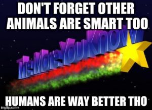 The More you Know human animal intelligence 